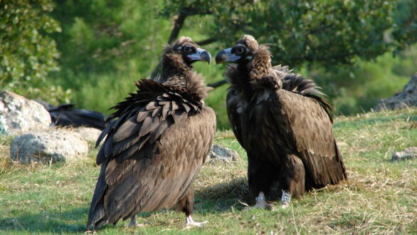 Αυξήθηκε ο πληθυσμός του Μαυρόγυπα στο Εθνικό Πάρκο Δαδιάς-Λευκίμης-Σουφλίου