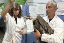 Δαδιά: Η Μαυρογυπίνα «Γριά» στην τελική ευθεία για την επιστροφή στη φύση