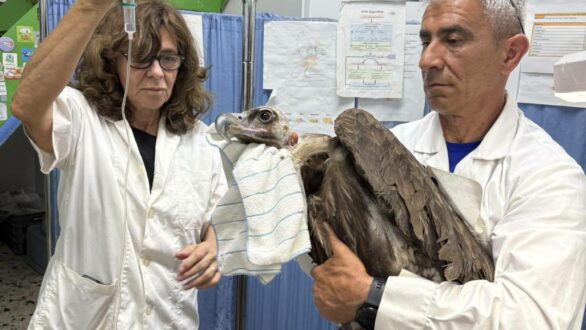 Δαδιά: Η Μαυρογυπίνα «Γριά» στην τελική ευθεία για την επιστροφή στη φύση