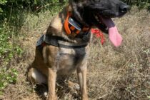 Γενέθλια για τον Κίκο τον πρώτο σκύλο – ανιχνευτή δηλητηριασμένων δολωμάτων στην Ελλάδα!