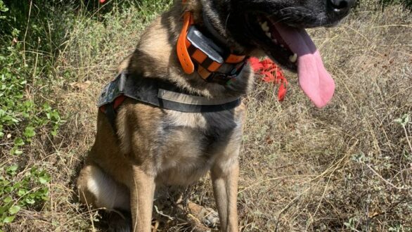 Γενέθλια για τον Κίκο τον πρώτο σκύλο – ανιχνευτή δηλητηριασμένων δολωμάτων στην Ελλάδα!