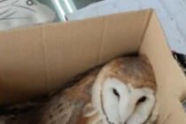 Μια κουκουβάγια «μαθήτρια» στο 1ο ΕΠΑΛ Διδυμοτείχου