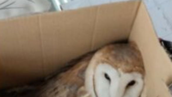 Μια κουκουβάγια «μαθήτρια» στο 1ο ΕΠΑΛ Διδυμοτείχου