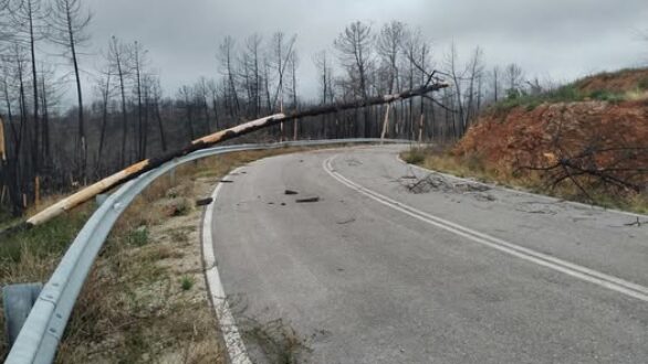 Κίνδυνοι στο οδικό δίκτυο από πτώσεις καμένων δέντρων – Προσοχή εφιστούν τα Δασαρχεία Αλεξανδρούπολης και Σουφλίου