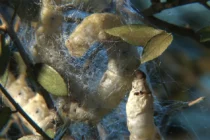 «Ο κύκλος ζωής του μεταξοσκώληκα» Εργαστήρι για σχολικές ομάδες