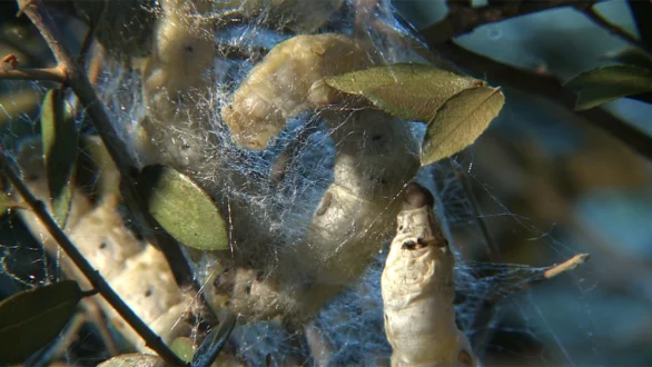 «Ο κύκλος ζωής του μεταξοσκώληκα» Εργαστήρι για σχολικές ομάδες