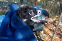 Δάσος Δαδιάς: Τοποθέτηση πομπών σε Μαυρόγυπες