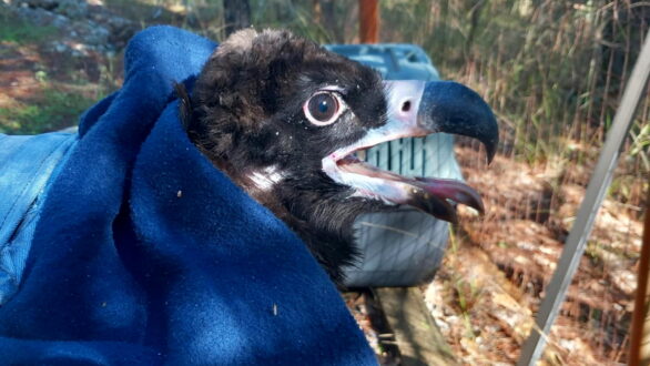 Δάσος Δαδιάς: Τοποθέτηση πομπών σε Μαυρόγυπες