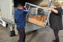 Επιτυχής δράση στειρώσεων αδέσποτων ζώων από τον Δήμο Διδυμοτείχου σε συνεργασία με την ΕΔΚΕ