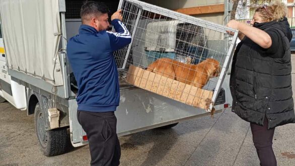 Επιτυχής δράση στειρώσεων αδέσποτων ζώων από τον Δήμο Διδυμοτείχου σε συνεργασία με την ΕΔΚΕ