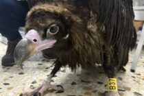 Μεταμεσονύχτια διάσωση μαυρόγυπα από τη Δαδιά