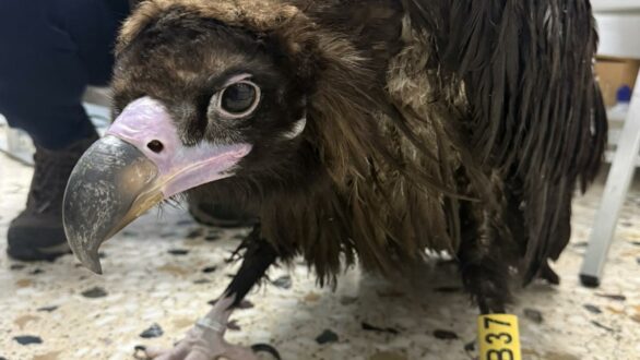 Μεταμεσονύχτια διάσωση μαυρόγυπα από τη Δαδιά