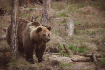 Σκότωσαν και αποκεφάλισαν αρκούδα στη Δράμα
