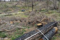Αποτίμηση της φυσικής αναγέννησης των κωνοφόρων μετά τη μεγάλη πυρκαγιά του 2023 στο δάσος Δαδιάς