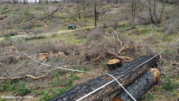 Αποτίμηση της φυσικής αναγέννησης των κωνοφόρων μετά τη μεγάλη πυρκαγιά του 2023 στο δάσος Δαδιάς
