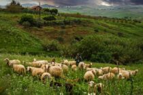 Διεύθυνση Κτηνιατρικής της Περιφέρειας ΑΜΘ: Απογραφή του ζωικού κεφαλαίου για κτηνοτρόφους