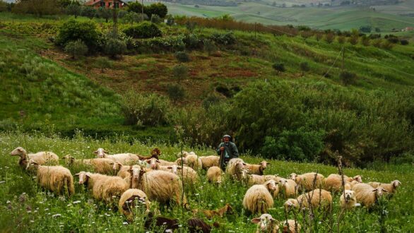 Διεύθυνση Κτηνιατρικής της Περιφέρειας ΑΜΘ: Απογραφή του ζωικού κεφαλαίου για κτηνοτρόφους