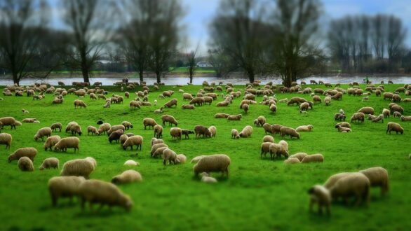 Κ. Τσιάρας: Εντός της επόμενης εβδομάδας η εξειδίκευση των νέων μέτρων στήριξης για τους πληγέντες κτηνοτρόφους από την ευλογιά