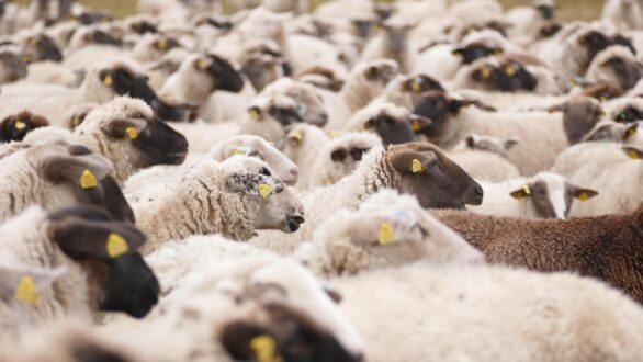 Ευλογιά προβάτων: Νέα μέτρα τύπου κορονοϊού – 3 νέα κρούσματα στον Έβρο