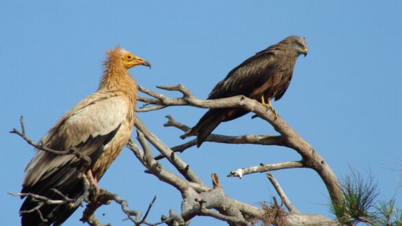 Μια μοναδική εμπειρία στο Δάσος Δαδιάς: Απελευθερώνονται τα αποθεραπευμένα πουλιά
