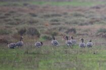 Οι σπάνιες και παγκοσμίως απειλούμενες Νανόχηνες και πάλι στο Δέλτα του Έβρου