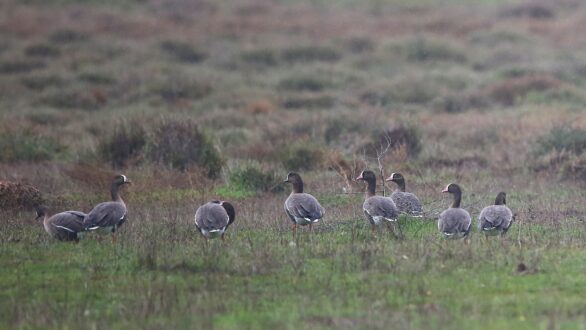 Οι σπάνιες και παγκοσμίως απειλούμενες Νανόχηνες και πάλι στο Δέλτα του Έβρου
