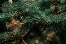 Στολίζετε το Χριστουγεννιάτικο δέντρο; Μάθετε τι πρέπει να προσέχετε!