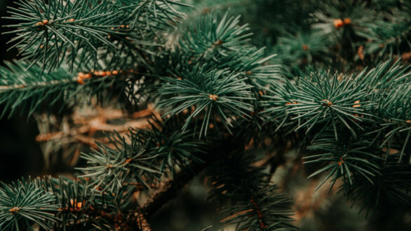 Στολίζετε το Χριστουγεννιάτικο δέντρο; Μάθετε τι πρέπει να προσέχετε!