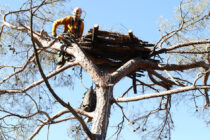 Εγκατάσταση 15 επιπλέον τεχνητών φωλιών για Μαυρόγυπες στη Δαδιά