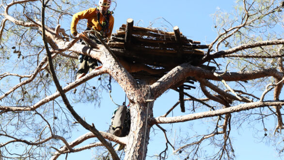 Εγκατάσταση 15 επιπλέον τεχνητών φωλιών για Μαυρόγυπες στη Δαδιά