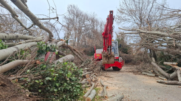 Δήμος Αλεξανδρούπολης: Δωρεάν διάθεση των ξεριζωμένων δέντρων ως καυσόξυλα σε δημότες που έχουν ανάγκη