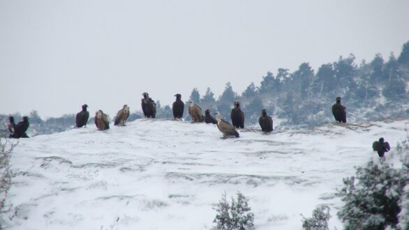 Στα λευκά ντύθηκαν οι προστατευόμενες περιοχές της Ελλάδας