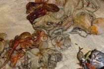 Σύλληψη 61χρονου για παράνομη υποβρύχια αλιεία στη Σαμοθράκη