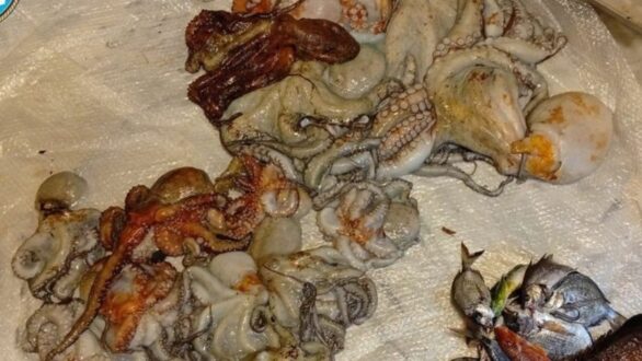 Σύλληψη 61χρονου για παράνομη υποβρύχια αλιεία στη Σαμοθράκη