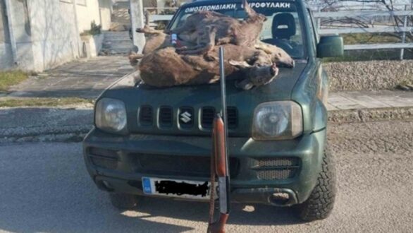 Περιστατικό λαθροθηρίας στο Σουφλί – Θηροφύλακες της ΚΟΜΑΘ εντόπισαν όχημα με τρία σκοτωμένα ζαρκάδια