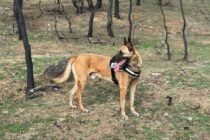 Ο Ντάλτον στις περιπολίες για τα δηλητηριασμένα δολώματα