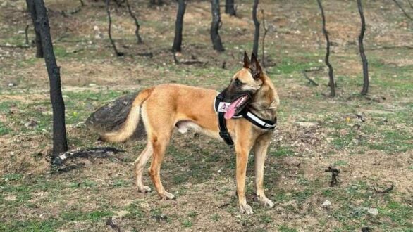 Ο Ντάλτον στις περιπολίες για τα δηλητηριασμένα δολώματα