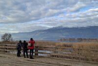 Μεσοχειμωνιάτικες καταμετρήσεις 2026: Σημαντικά ευρήματα στους ελληνικούς υγροτόπους