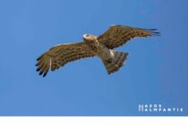 Ο άγνωστος θησαυρός της Κοιλάδας του Δερείου: 22 είδη αρπακτικών πουλιών καταγράφηκαν από την ΕΠΒΘ