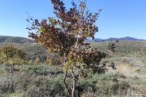 Αποκατάσταση 1.145 στρεμμάτων στον Δρυμό Νίψας Έβρου από την Εταιρεία Προστασίας Βιοποικιλότητας Θράκης