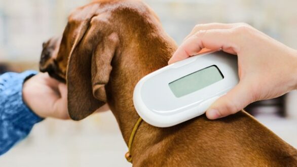 Δωρεάν ηλεκτρονική σήμανση ζώων συντροφιάς στη Σαμοθράκη