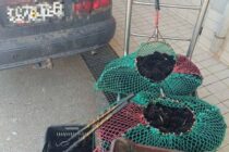 Σύλληψη 38χρονου στην Καβάλα για παράνομη αλιεία 1.097 αχινών