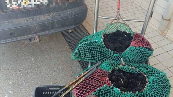 Σύλληψη 38χρονου στην Καβάλα για παράνομη αλιεία 1.097 αχινών