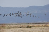 Μια μεγάλη ευρωπαϊκή συμμαχία για τη Νανοχήνα!