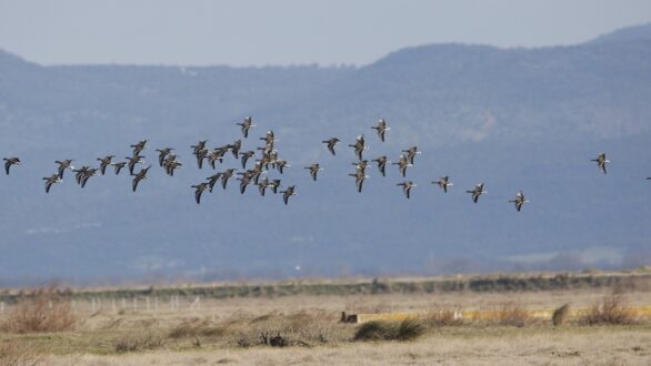 Μια μεγάλη ευρωπαϊκή συμμαχία για τη Νανοχήνα!