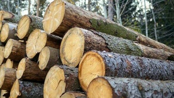 Σαμοθράκη: Συλλογή καυσόξυλων από τα δημόσια δάση – Ποιοι δικαιούνται και ποιοι είναι οι όροι