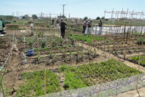 Δήμος Αλεξανδρούπολης: Υποβολή αιτήσεων για τα διαθέσιμα προς καλλιέργεια αγροτεμάχια του Βιοαγρού