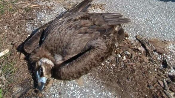 Πιθανό περιστατικό δηλητηρίασης δύο μαυρόγυπων και ενός λύκου στο Εθνικό Πάρκο Δάσους Δαδιάς